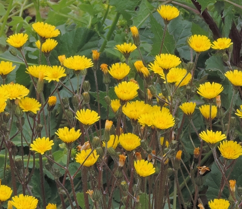 gruppo giallo